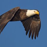 12SB6963 Bald Eagle